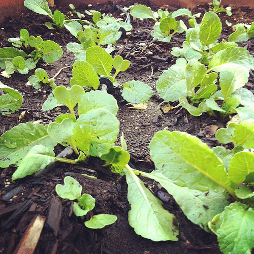 Watermelon Radish Seedlings